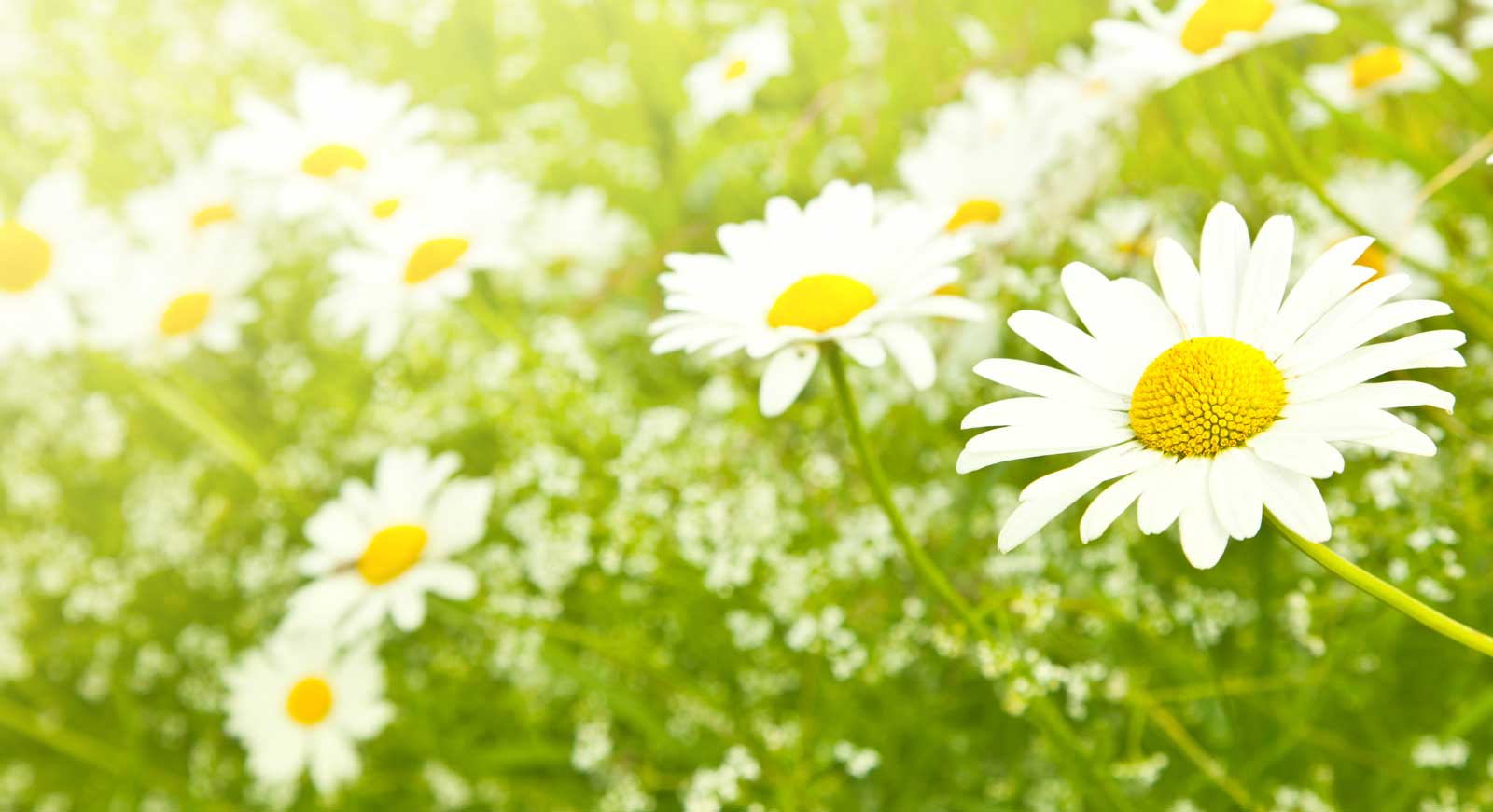 https://catherineyudnp.com/wp-content/uploads/2025/07/dreamstime_xl_20151464.jpg